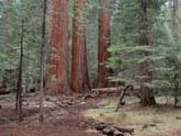 Majestic Redwoods in Yosemite National Park